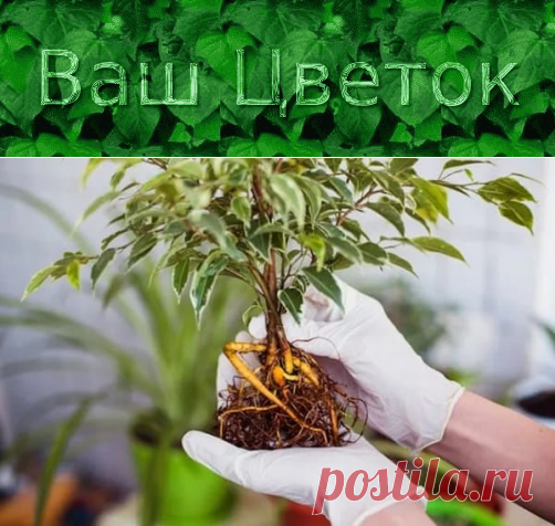 Пересадка фикуса Бенджамина в домашних условиях – пошагово, в другой горшок, правильно, после покупки