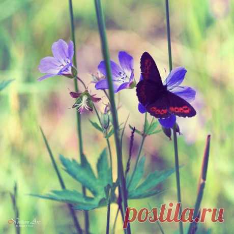 Фотопост: первый день лета | Selfhacker.ru