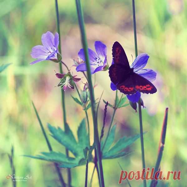 Фотопост: первый день лета | Selfhacker.ru