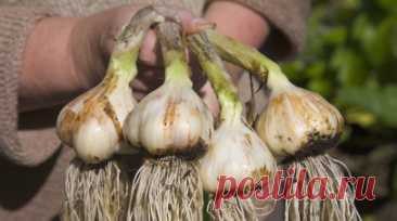 Россиянам посоветовали посадить чеснок, лук-севок и морковь в ноябре. Доцент кафедры биоэкологии и биологической безопасности Университета РОСБИОТЕХ Татьяна Ноздрина в беседе с RT назвала культуры, которые можно посадить в ноябре. Читать далее