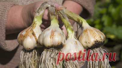 Россиянам посоветовали посадить чеснок, лук-севок и морковь в ноябре. Доцент кафедры биоэкологии и биологической безопасности Университета РОСБИОТЕХ Татьяна Ноздрина в беседе с RT назвала культуры, которые можно посадить в ноябре. Читать далее