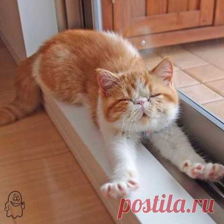 Мур! Мур! Май! :3