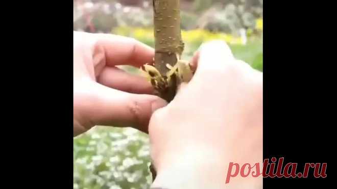 Лeгкий cпocoб пpивить дepeвo!