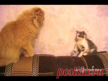 Sneak up. Confuse. Еscape. / Подкрасться, ошеломить, скрыться. - YouTube