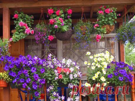 Красивые ампельные цветы для висячих клумб