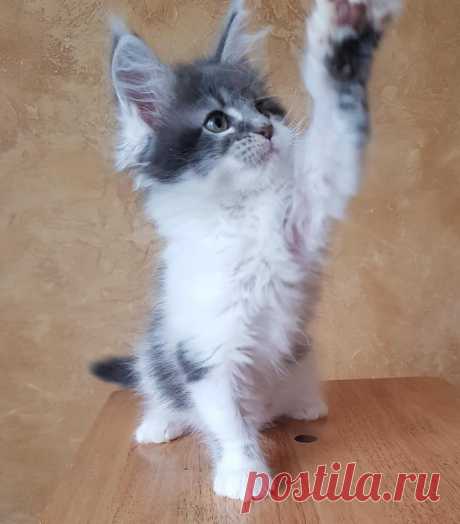 Maine coon WORLD | Facebook
