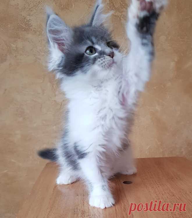 Maine coon WORLD | Facebook
