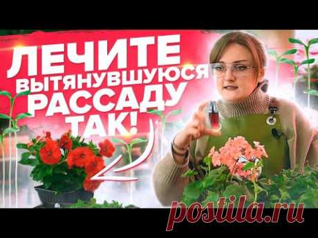 РАССАДА ВЫТЯНУЛАСЬ! СРОЧНО СДЕЛАЙТЕ ТАК!