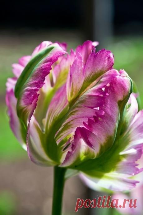 Одноклассники