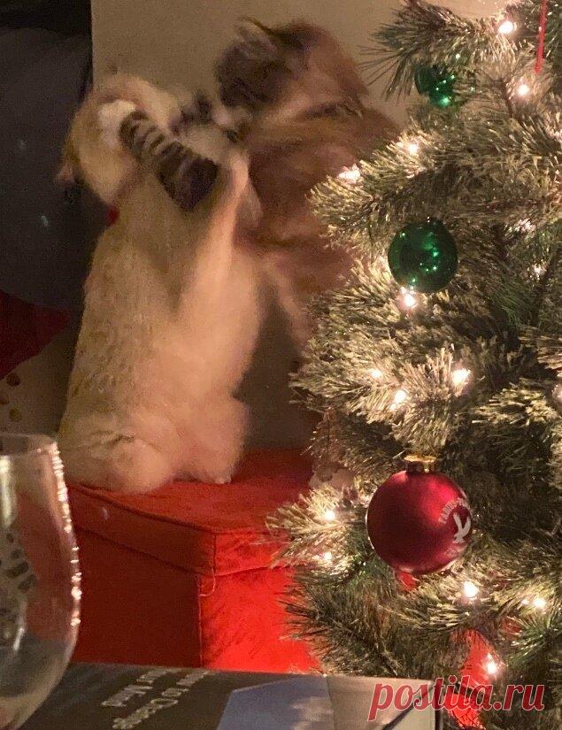 Уморительная подборка новогодних котиков. Смотрите пока нарезаете салаты! 1,5 минуты просмотра заменяют полдня смеха! | Забавный Бим | Яндекс Дзен