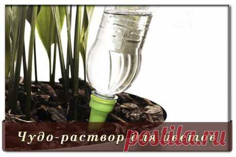 Чудо-раствор для цветов