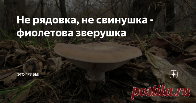 Не рядовка, не свинушка - фиолетова зверушка Душистые синеватые грибы рода Lepista ни во что толком не вписываются. В нашей традиции их называют 