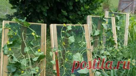 Увидела у соседа самодельные солнечные подставки для огурцов. И себе такие же сделала