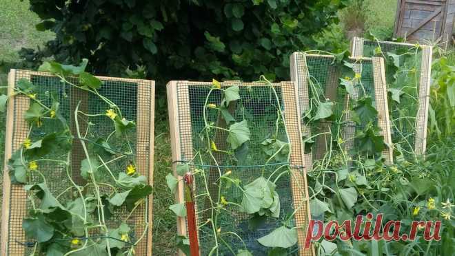 Увидела у соседа самодельные солнечные подставки для огурцов. И себе такие же сделала