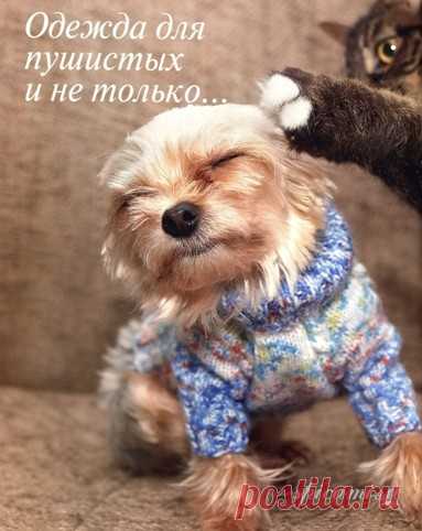 Вязание для маленьких собачек