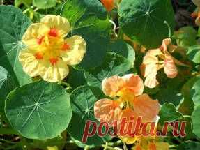 Растения против старения - почти средство Макропулоса