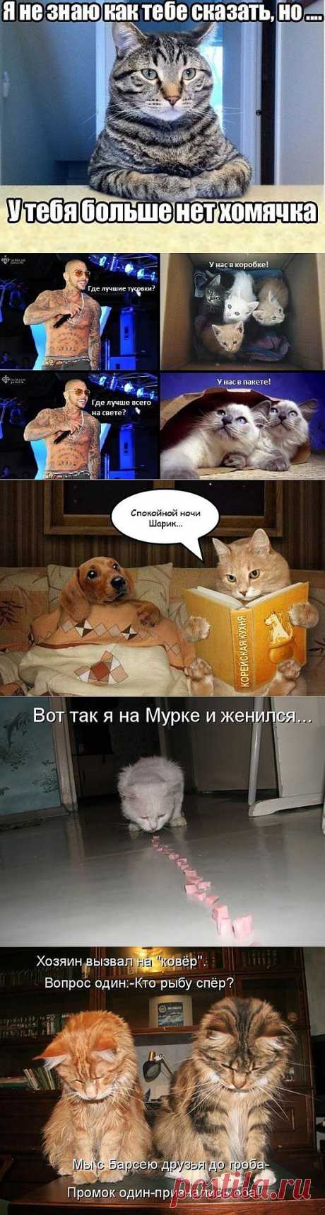 Котоматрица (21 фото)