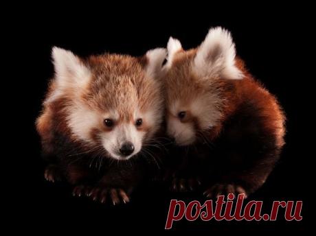 Потрясающий кадр! | НАУКА И ЖИЗНЬ