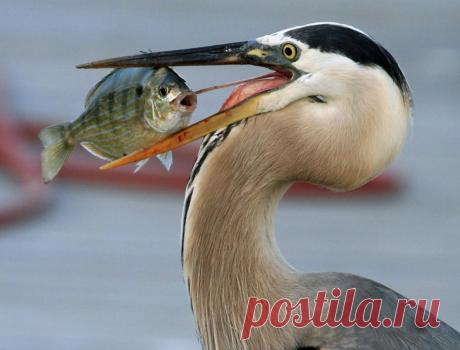 Эти фотографии дикой природы показывают в каком прекрасном мире мы живём | Журнал PhotoCASA | Пульс Mail.ru