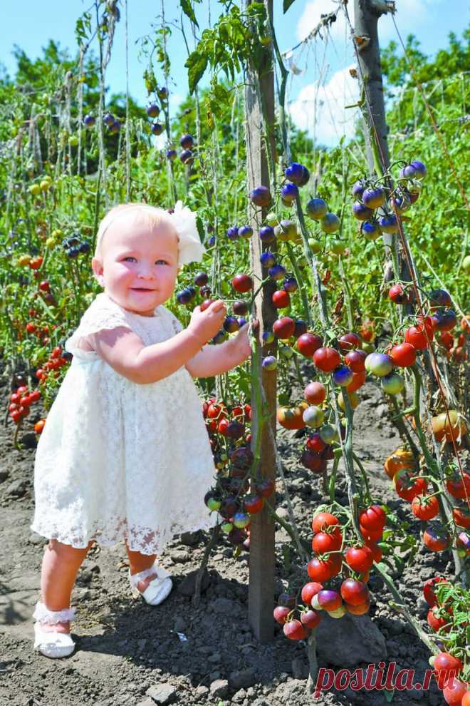 Почему американцы едят украинские помидоры? / Экспертиза / Держава / В номере 2000.ua Новости, аналитика, газета 2000