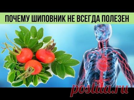 Оказывается ШИПОВНИК не всегда полезен Вот кому эти ЯГОДЫ противопоказаны Польза и Вред шиповника - YouTube