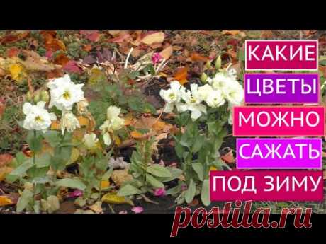 ЭТИ ЦВЕТЫ ЛУЧШЕ СЕЯТЬ ПОД ЗИМУ!!!