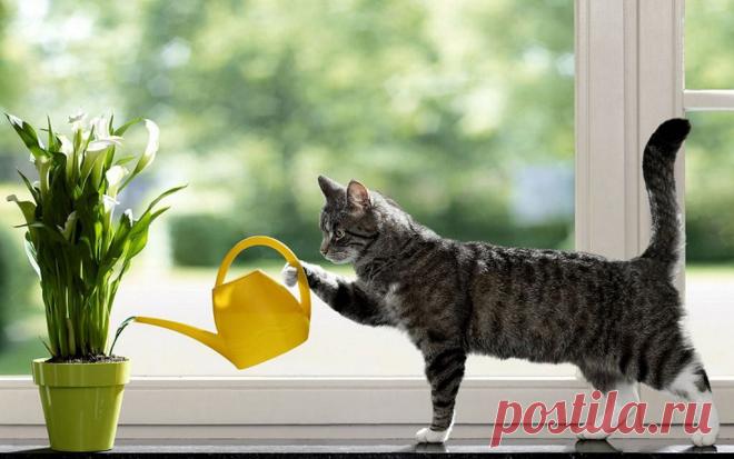 Дачные дела у всех!