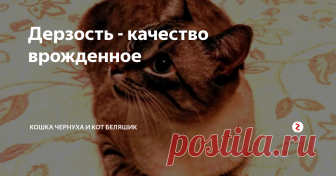 Дерзость - качество врожденное На запах курицы подгребла группа хвостатых хунвейбинов - коты Чернуха и Беляшик. Они исходили слюньми, орали цитатами из Мяу-Цзедуна и не поделись я мяском, на кухне случилась бы культурная революция