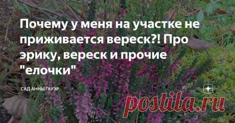 Почему у меня на участке не приживается вереск?! Про эрику, вереск и прочие "елочки" Статья автора «Сад Анны Гауэр» в Дзене ✍: Из разговоров на своем и на других каналах обнаружила, что далеко не все знают различия между эрикой и вереском.