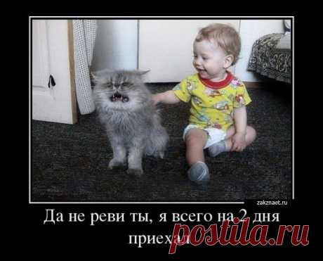 весёлые картинки для поднятия настроения – Google Поиск