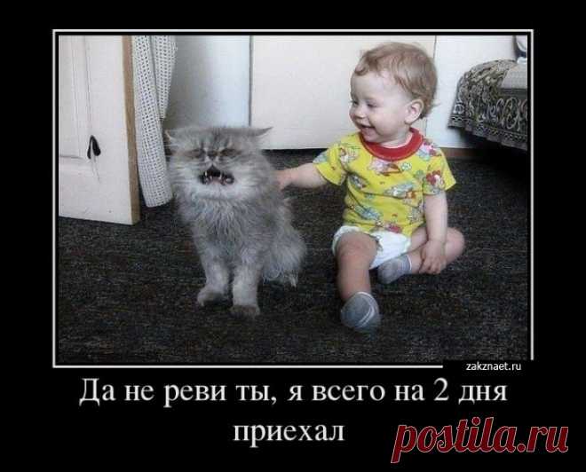 весёлые картинки для поднятия настроения – Google Поиск