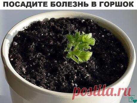 Посадите болезнь в горшок
 
Исцелить человека можно очень простым способом, который доступен практически каждому. Основывается он на проверенной веками практике, что болезнь может быть перенесена с пациента на любой другой организм, в частности — на растение.  
 
Само действо вам может показаться даже идиотическим, что свойственно рационалам, но давайте прежде немного уточним откуда это взялось. Не поверите, но это действительно очень серьёзный материал. Известно что шаман...