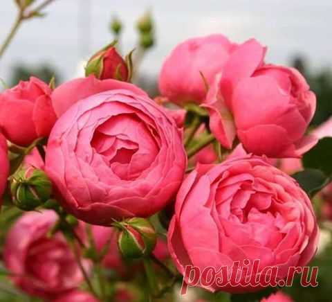 Друзья! Подскажите, где можно купить помпонеллу? 
Куда ни постучусь - нигде нет...