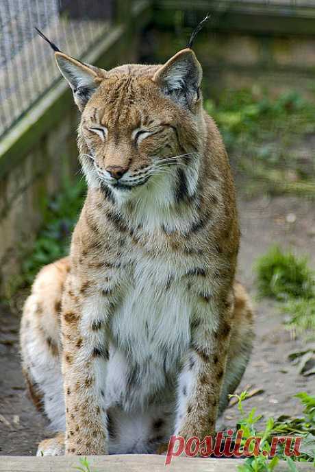Животные — это ажиотаж — Animalarehype: Lynx от luvi на Flickr.