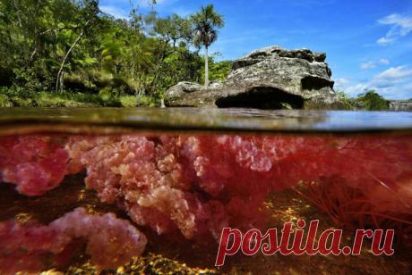 Каньо Кристалес – самая красивая река (22 фото) Фотограф Оливье Грюневальд (Olivier Grunewald) побывал в национальном экологическом заповеднике Макарена в Колумбии, где протекает необычная река Каньо