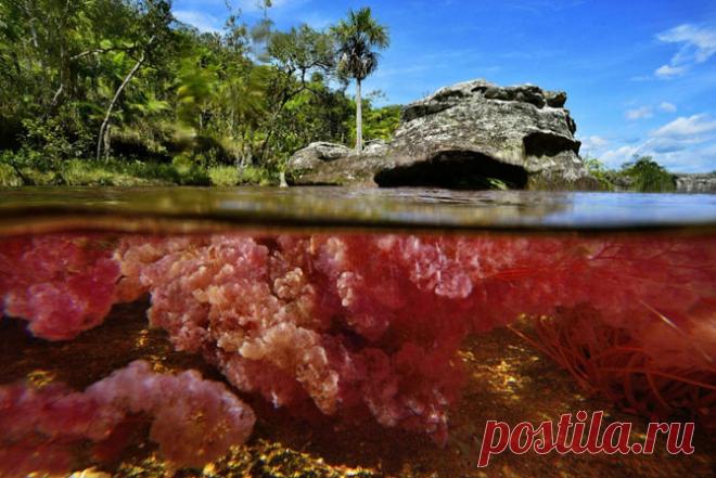 Каньо Кристалес – самая красивая река (22 фото) Фотограф Оливье Грюневальд (Olivier Grunewald) побывал в национальном экологическом заповеднике Макарена в Колумбии, где протекает необычная река Каньо