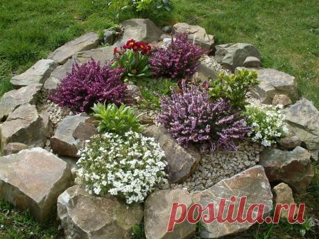 Скальные растения, цветущие с весны и до осени | Уютный дом и сад | Яндекс Дзен