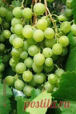 Одноклассники