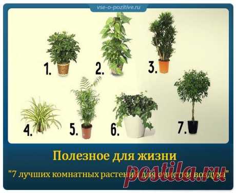 Полезное для жизни &quot;7 лучших комнатных растений для очистки воздуха в помещении&quot; » Позитив. Сайт хорошего настроения - Все о Позитиве