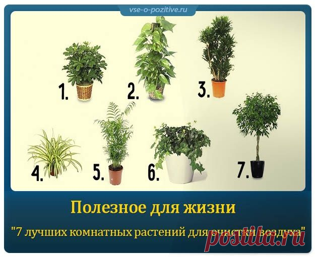 Полезное для жизни "7 лучших комнатных растений для очистки воздуха в помещении" » Позитив. Сайт хорошего настроения - Все о Позитиве