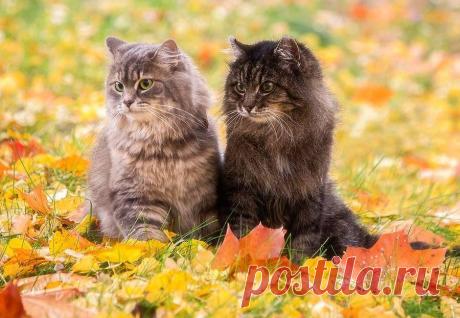 Что такое осень для кота?