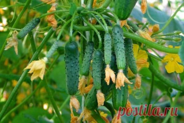 Сорт огурцов для балкона