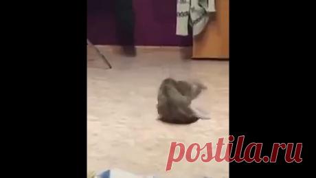 Карате коте  Котобрекданс!