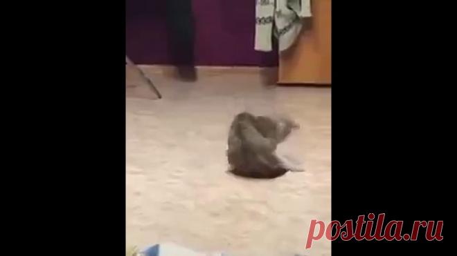 Карате коте  Котобрекданс!