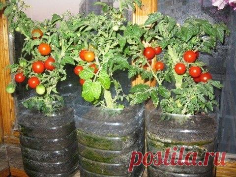 ПОМИДОРЫ ЧЕРРИ НА ПОДОКОННИКЕ. | На даче