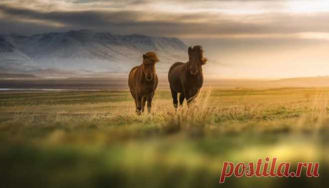 Всем любителям пейзажной фотографии;)) Кони, поле, закат… — Фотоискусство