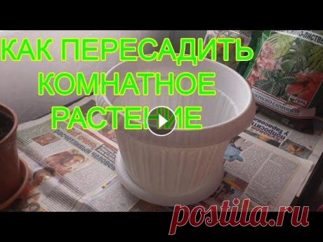Как пересаживать комнатные растения. Как ПРАВИЛЬНО пересадить цветок в горшок побольше В этом видео вы узнаете: как пересадить цветок. когда пересаживать комнатные цветы. как пересадить цветок в другой горшок. когда можно пересаживать ко...