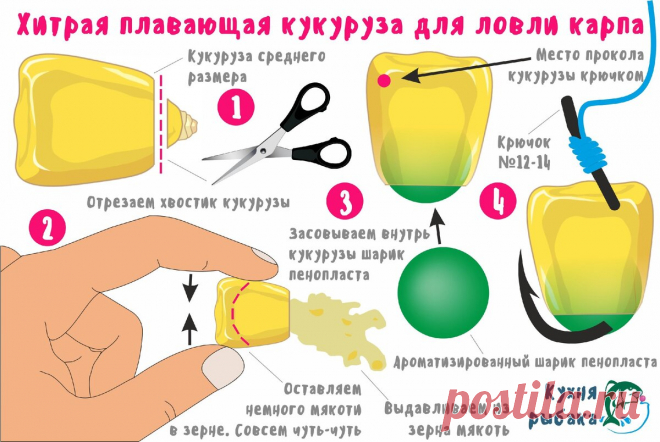 Плавающая кукуруза, которую любит карп | Кухня рыбака | Яндекс Дзен