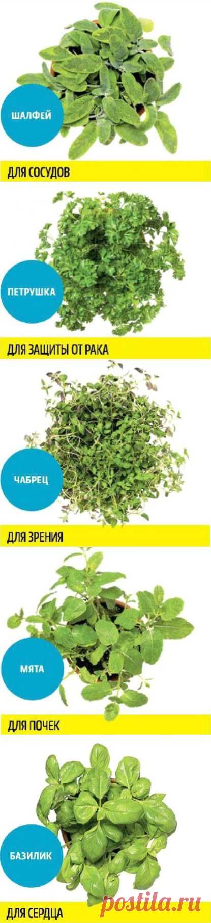 Рецепт Какую зелень можно выращивать круглый год на подоконнике, чтобы быть здоровым с фото в домашних условиях