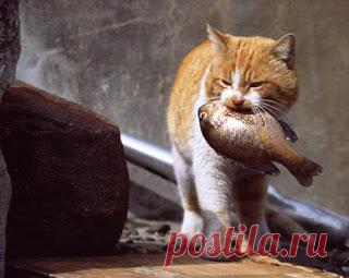 Наша удивительная планета: 10 глупых мифов о кошках